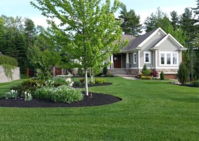 Front yard with large lawn, manicured tree, and mulched flower beds