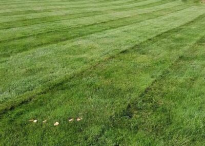 Freshly mowed lawn with visible stripes extending toward a forested area